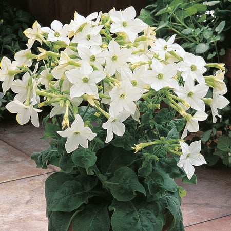 Saratoga Lime, Nicotiana Seed - Packet image number null
